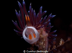 Cratena peregrina
Body check is OK. by Cumhur Gedikoglu 